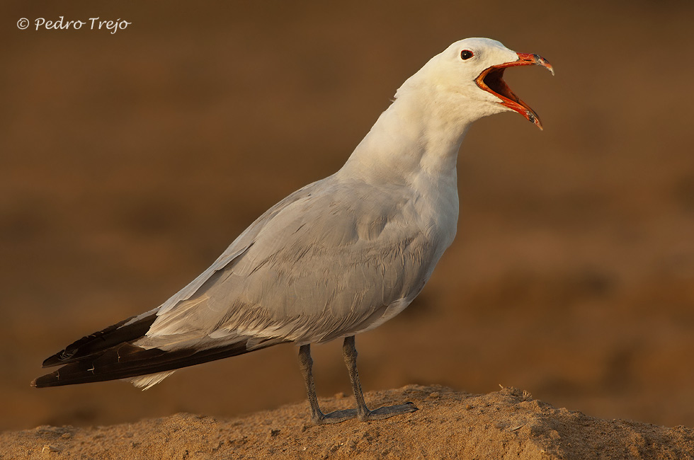 Gaviota de audouin (Larus audouinii)